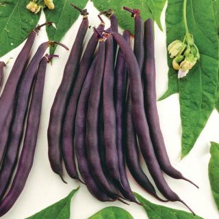 Red Swan Bush Bean Thumbnail